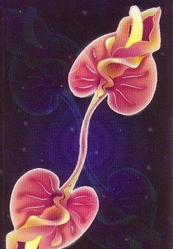 Old Cards Sets - Tarot Erotica